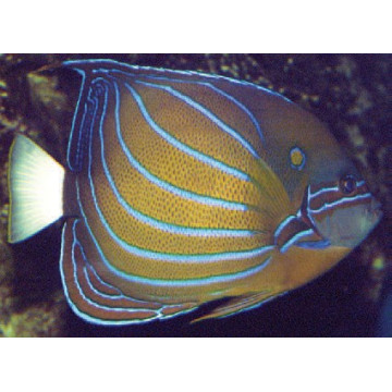 Pomacanthus Annularis adulte : 15 à 18 cm